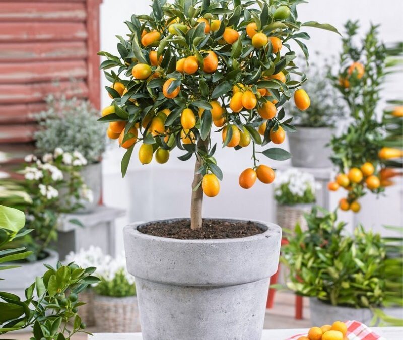 Kumquat enano – citrus fortunella margarita o naranjo enano. Cuidados en interior y jardines