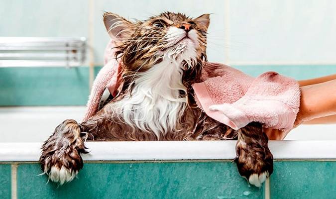 ¿Cada cuánto puedo bañar a mi gato?